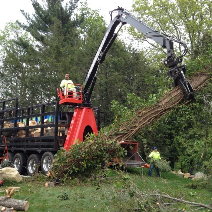 suffolk county tree removal