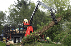tree removal suffolk county